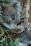 Australien