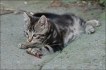 Tierbilder