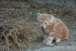 Tierbilder
