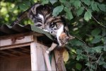 Tierbilder
