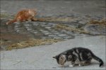 Tierbilder
