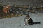 Tierbilder