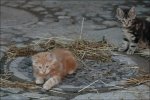 Tierbilder