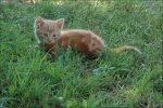Tierbilder