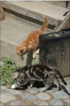 Tierbilder
