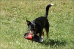 Tierbilder
