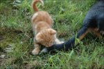 Tierbilder