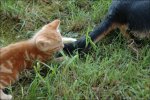 Tierbilder