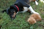 Tierbilder
