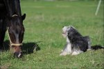 Tierbilder