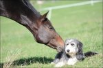 Tierbilder